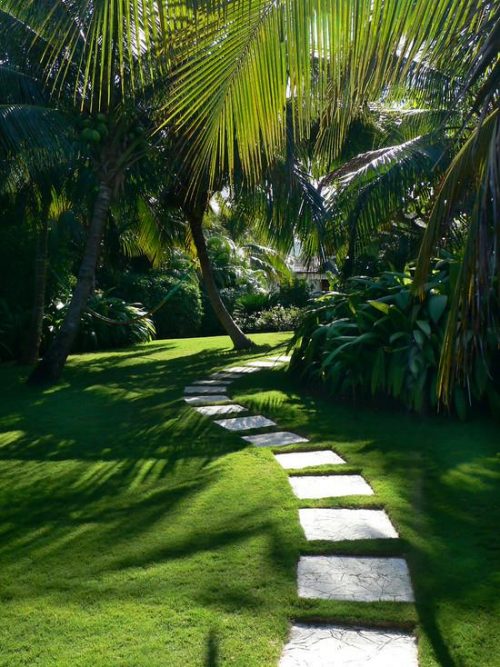 Tropical landscape